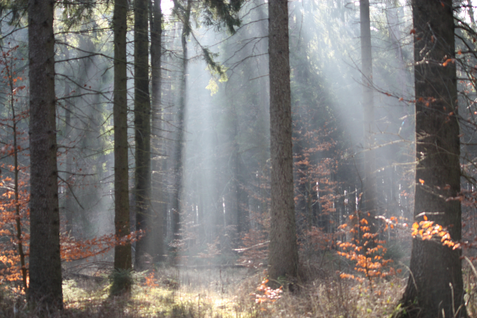 Wald mit Sonnenstrahlen