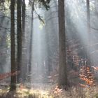 Wald mit Sonnenstrahlen