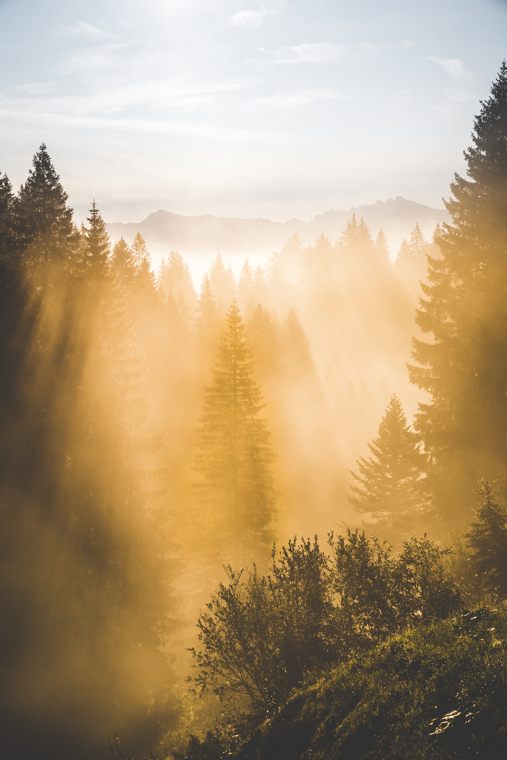 Wald mit Sonnenstrahlen 