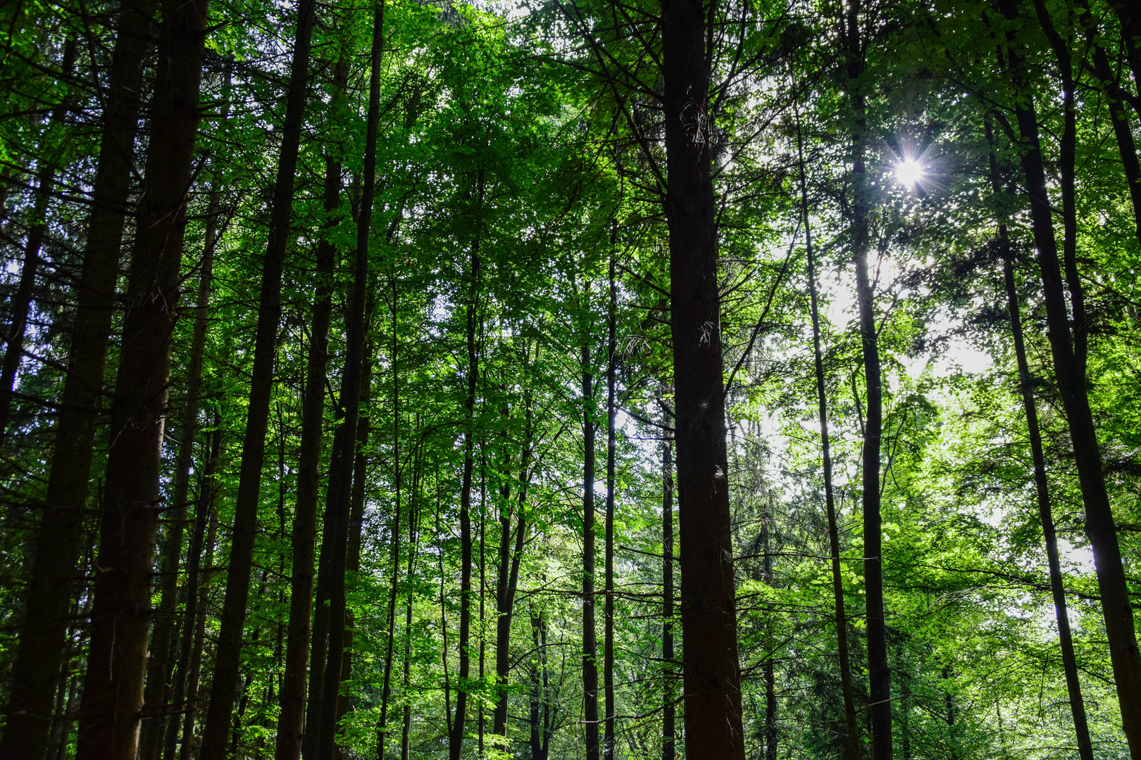 Wald mit Sonnenstrahlen