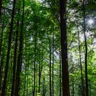 Wald mit Sonnenstrahlen