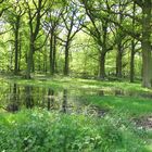 Wald mit Spiegelung