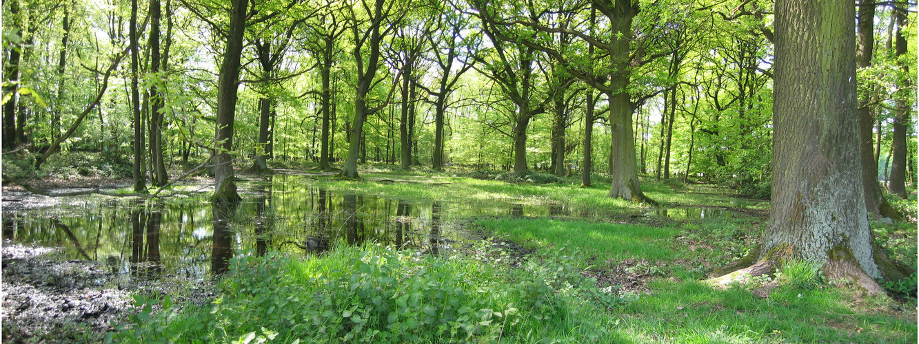 Wald mit Spiegelung