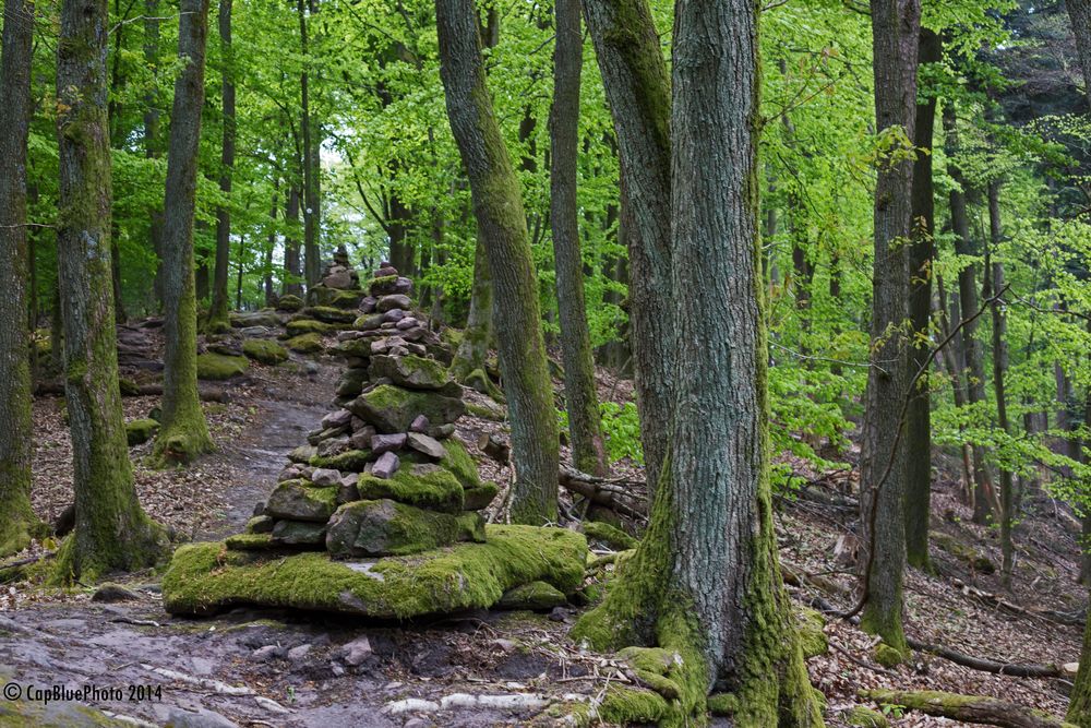 Wald mit Steinhaufen