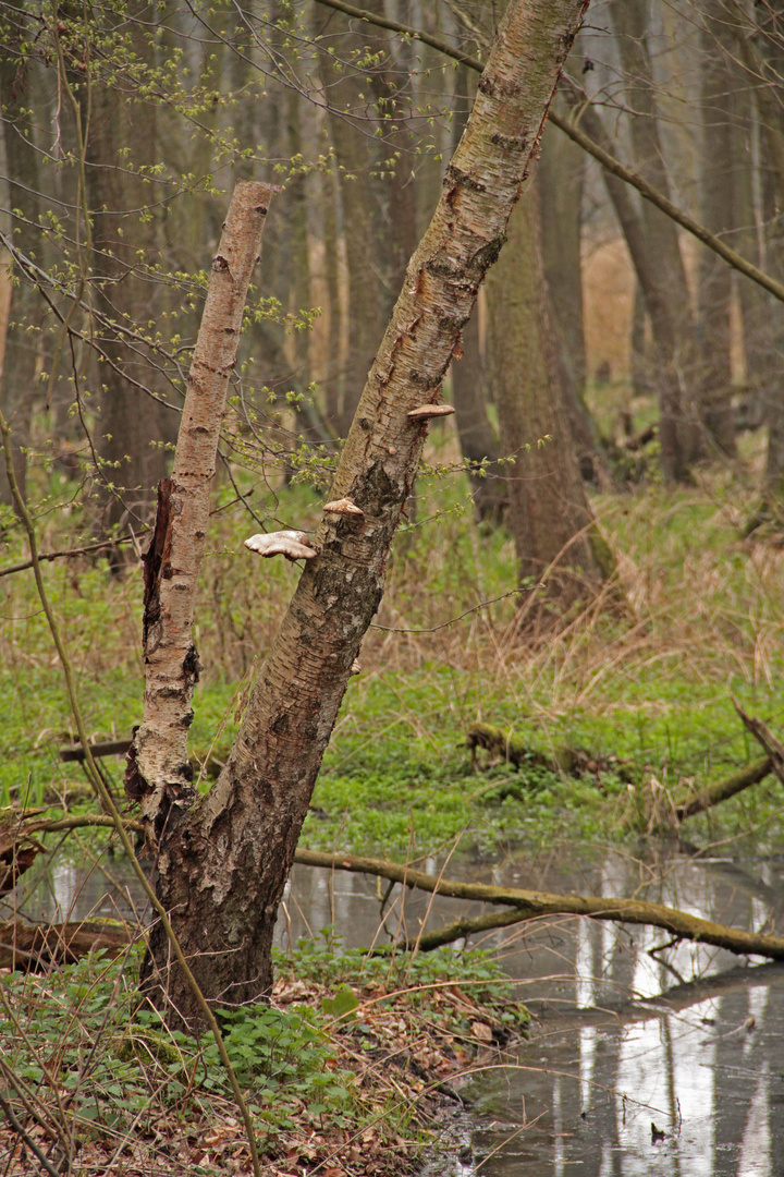 Wald mit Tümpel im Europareservat Riddagshausen (Braunschweig)