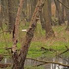 Wald mit Tümpel im Europareservat Riddagshausen (Braunschweig)