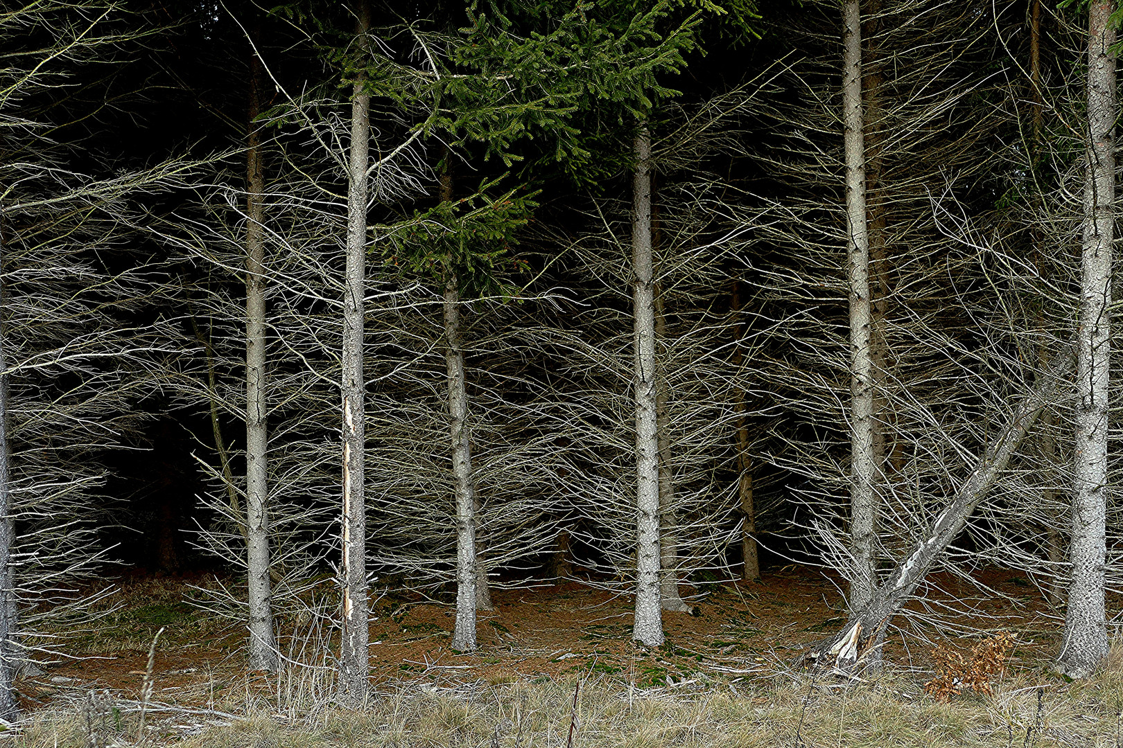 Wald mit Wildschutz Hecke