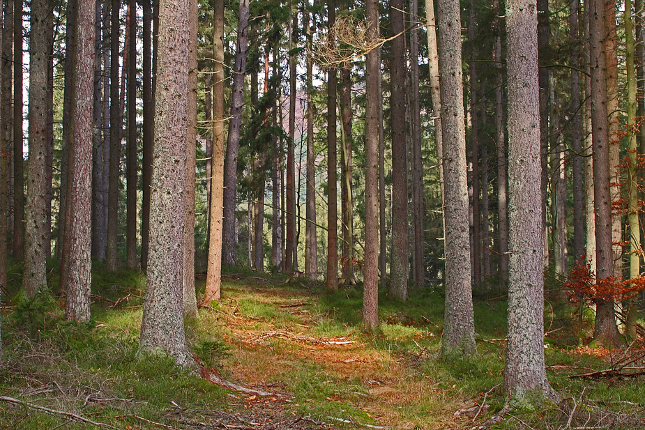 "Wald - mitten im Bayerischen Wald" - Nähe Böbrach