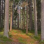 "Wald - mitten im Bayerischen Wald" - Nähe Böbrach