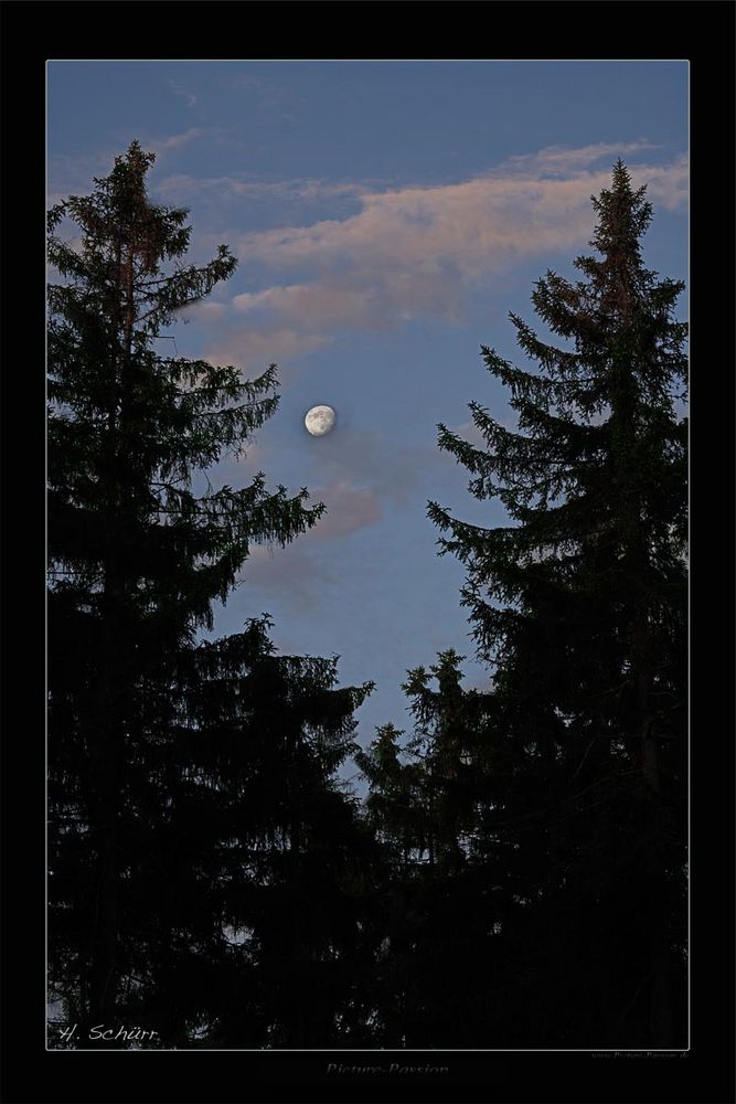 Wald Mond