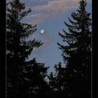 Wald Mond