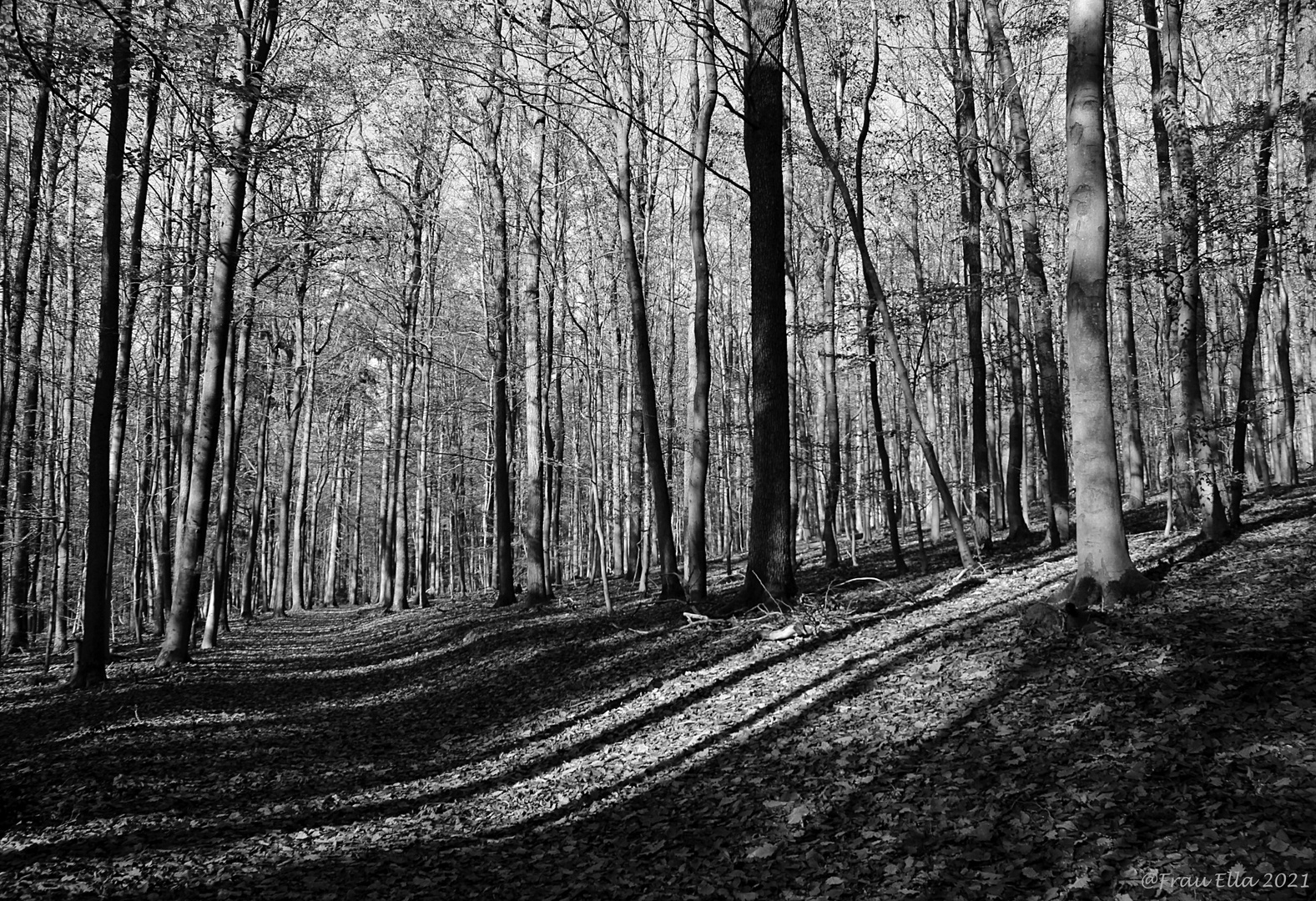 Wald monochrom