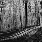 Wald monochrom