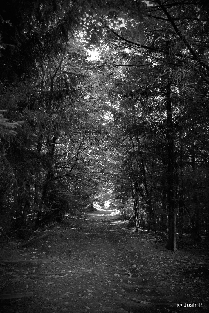 Wald Monochrom