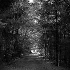 Wald Monochrom