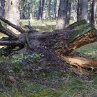 Wald-Monster ;-)