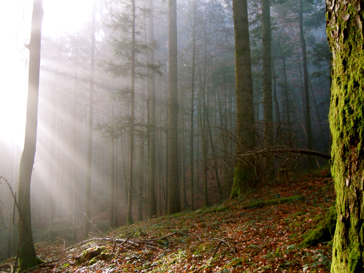 Wald Morgenlicht