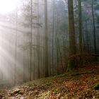 Wald Morgenlicht