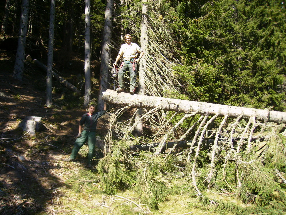 wald, motorsäge,.... leidenschaft