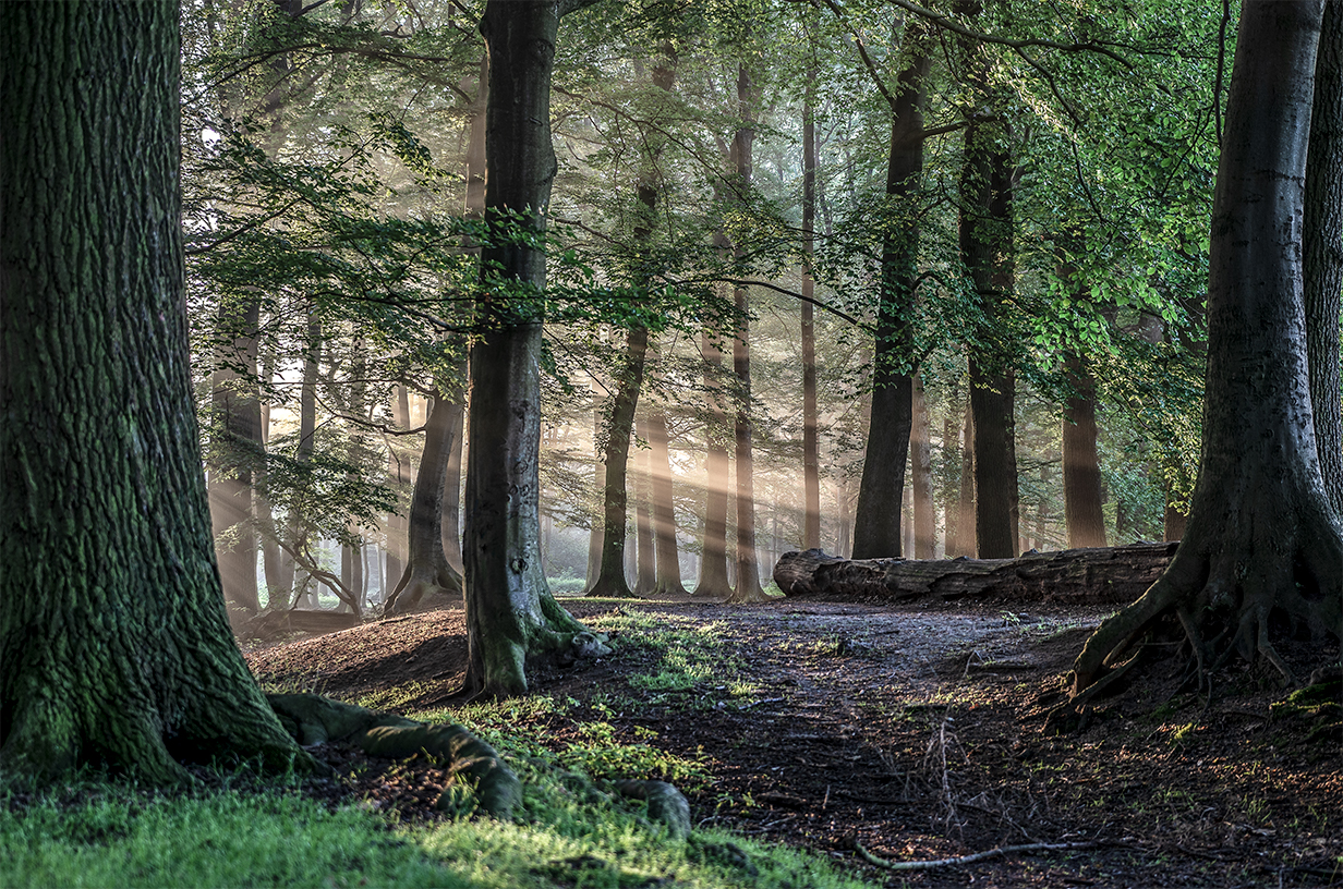 Wald Münster