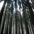 Wald Mystik