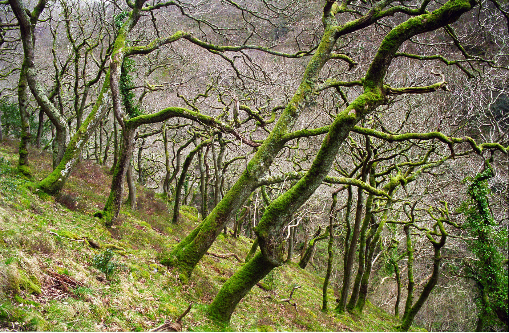 Wald Mystisch