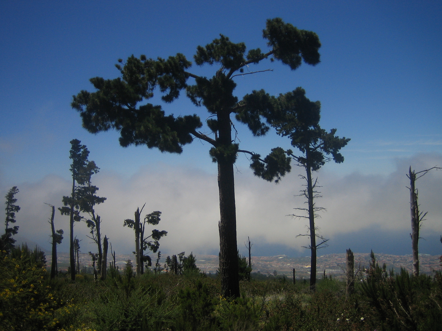 Wald nach dem Brand