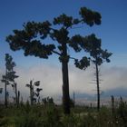 Wald nach dem Brand