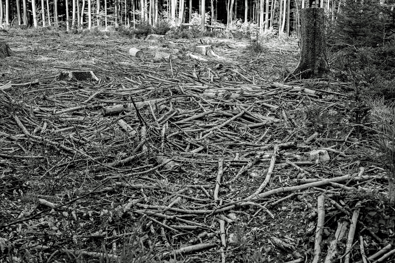 Wald nach der Borkenkäferinvasion