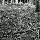 Wald nach der Borkenkäferinvasion