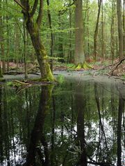 Wald nach Regen wie Regenwald