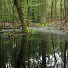 Wald nach Regen wie Regenwald