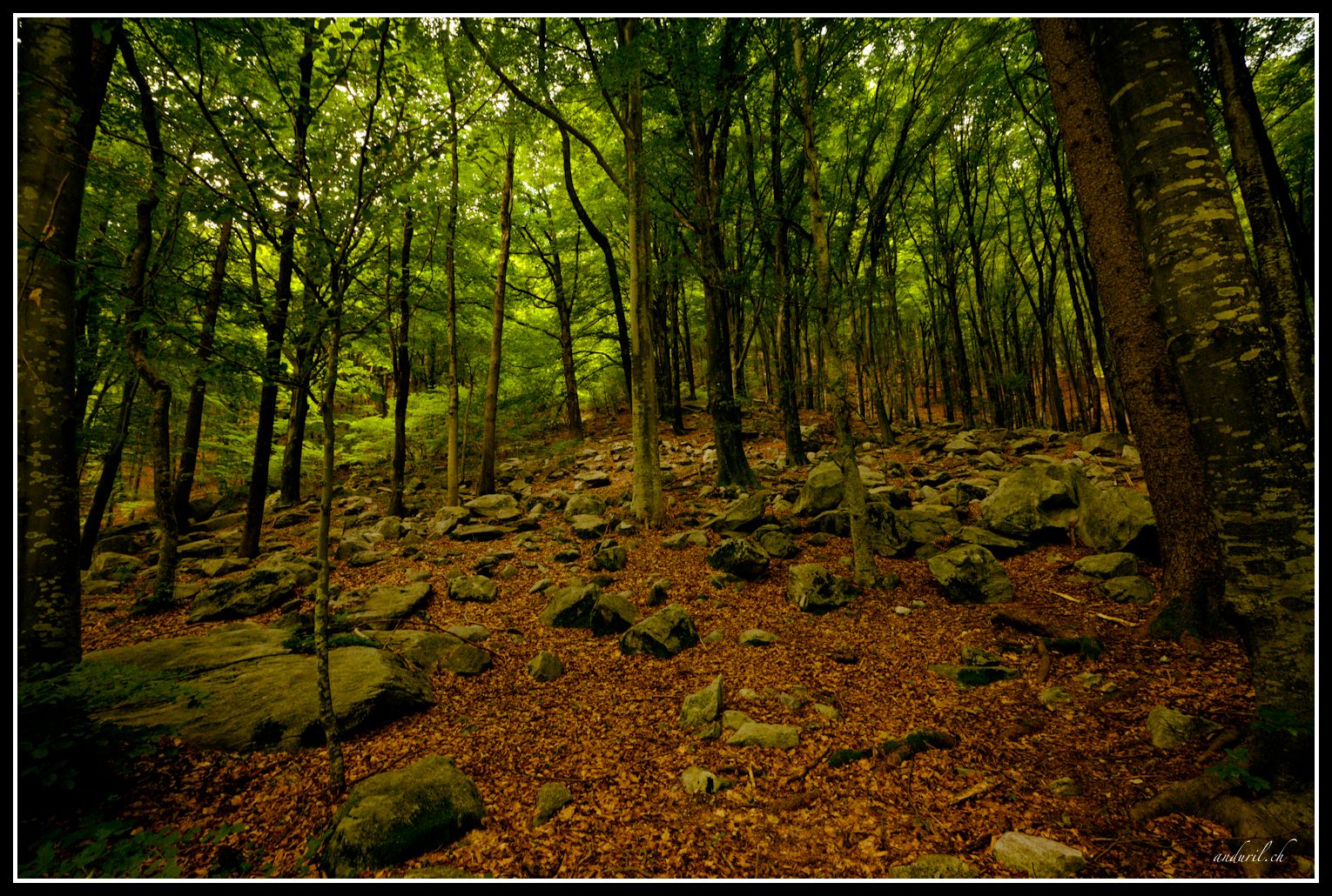 Wald nähe Verzasca