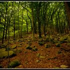 Wald nähe Verzasca