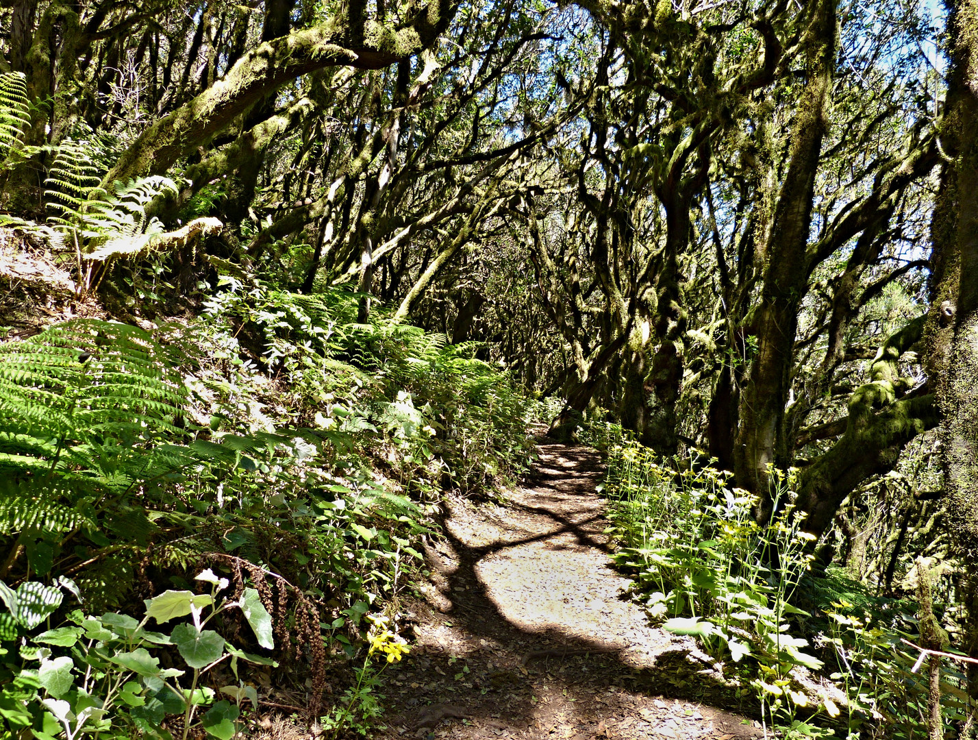 Wald nahe Risquillo de Corgo - La Gomera