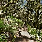 Wald nahe Risquillo de Corgo - La Gomera