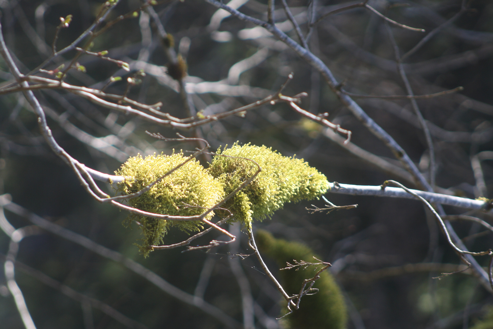 Wald Naturkunst