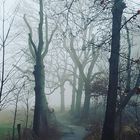 Wald Nebel