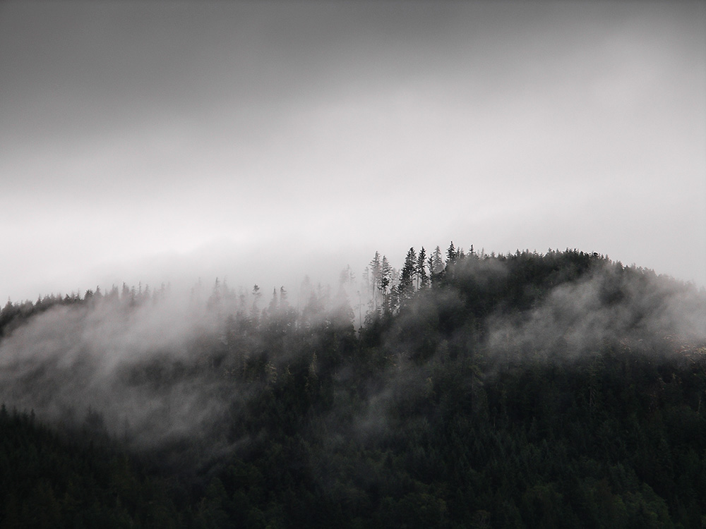 Wald - Nebel - Stille