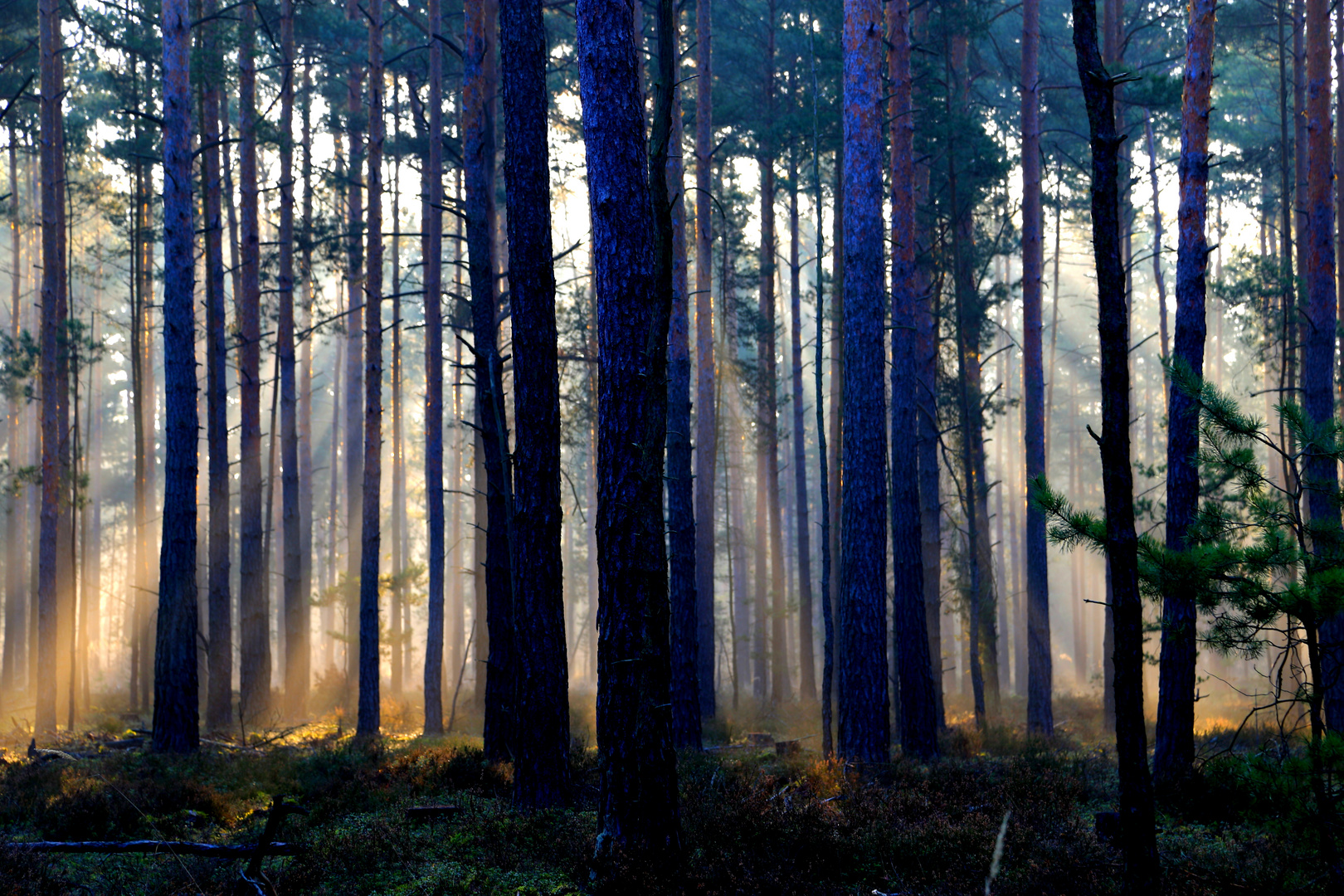 Wald , Nebel und Sonne