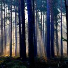 Wald , Nebel und Sonne
