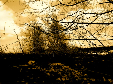 Wald neben Schienen