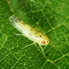 Wald-Nesselblattzikade (Eupteryx urticae)