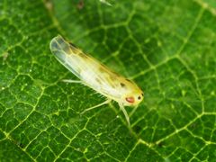 Wald-Nesselblattzikade (Eupteryx urticae)