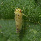 Wald-Nesselblattzikade (Eupteryx urticae)