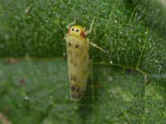 Wald-Nesselblattzikade (Eupteryx urticae)