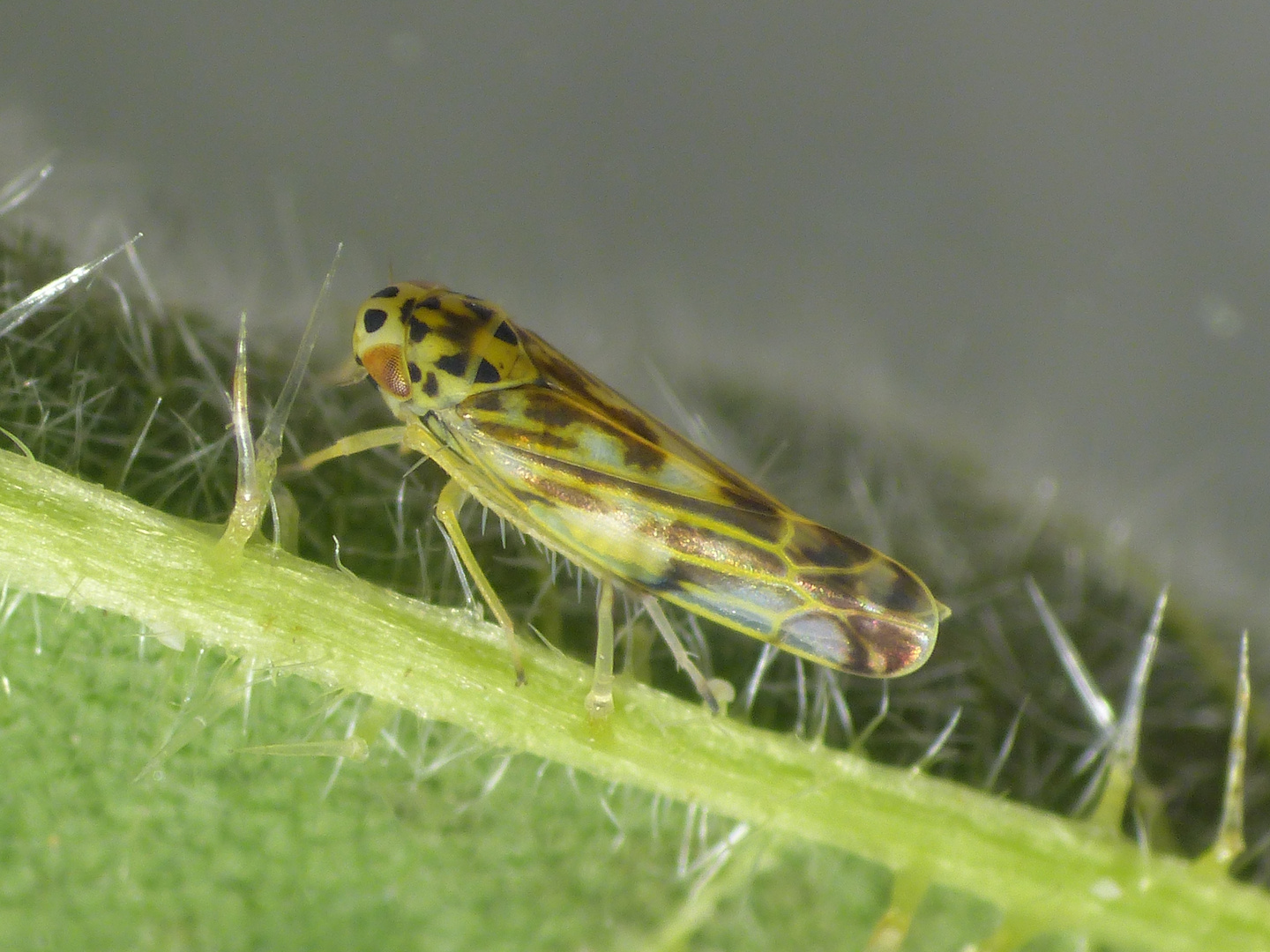 Wald-Nesselblattzikade (Eupteryx urticae)