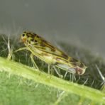 Wald-Nesselblattzikade (Eupteryx urticae)