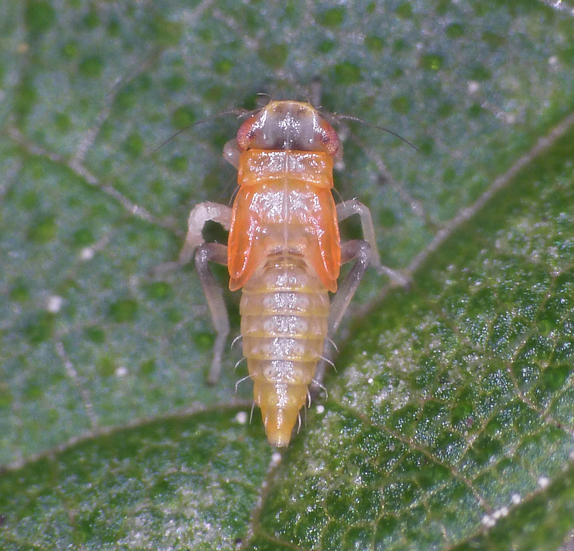 Wald-Nesselblattzikade (Eupteryx urticae) - Nymphe