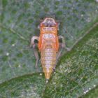 Wald-Nesselblattzikade (Eupteryx urticae) - Nymphe